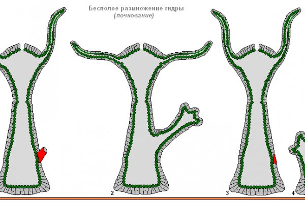 Kraken зеркало тор