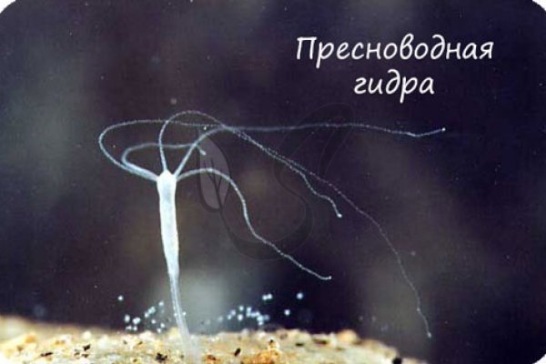 Кракен купить порошок