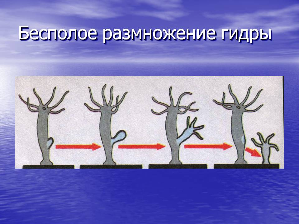 Кракен плейс